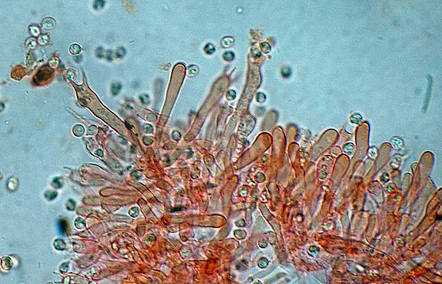 Camarophyllopsis atrovelutina  (Romagn.)  Argaud